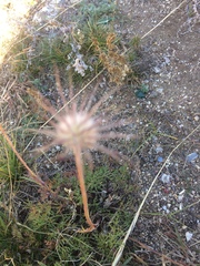 Pulsatilla tenuiloba