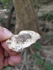 Pterocarpus vidalianus