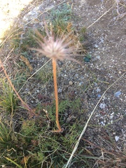 Pulsatilla tenuiloba