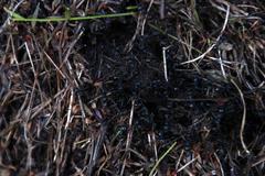 Myrmicaria nigra