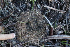 Myrmicaria nigra