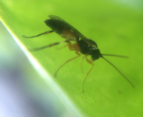 Common Hover Fly Parasitoid Wasp photo 6