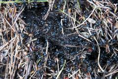 Myrmicaria nigra