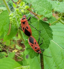 Pyrrhopeplus carduelis