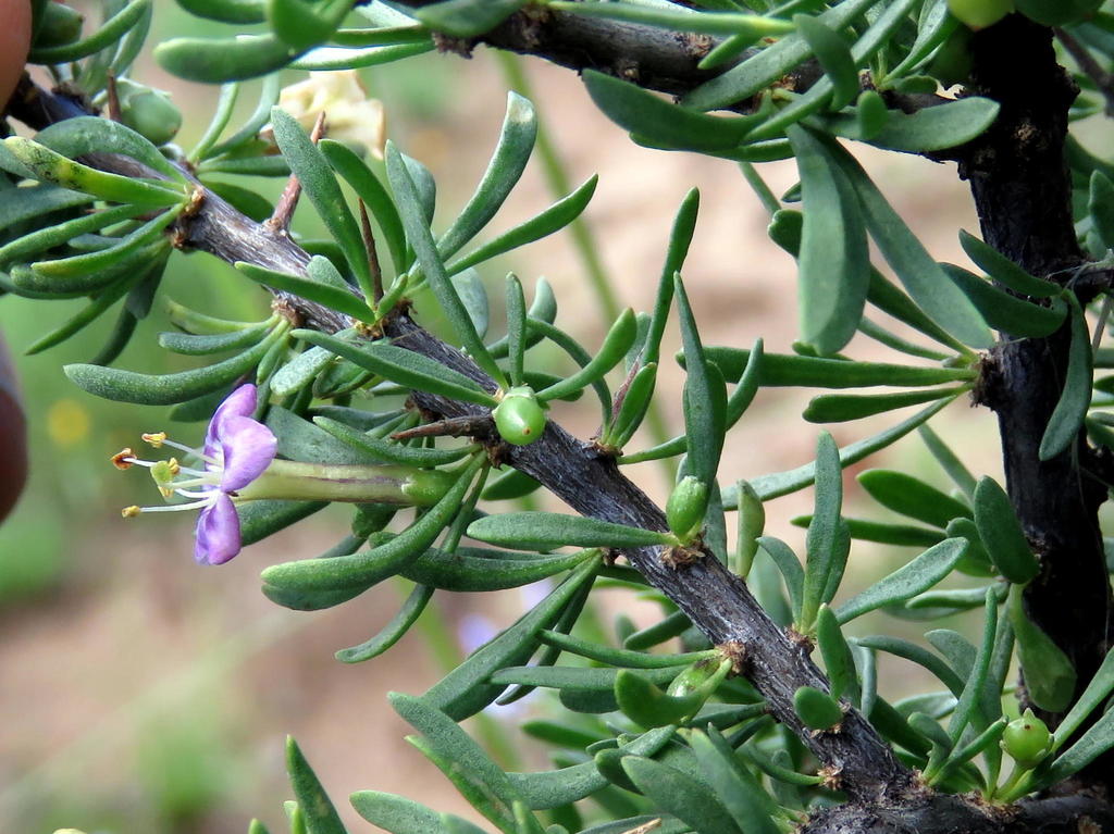 Brownstem Honeythorn