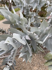 Eucalyptus macrocarpa