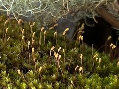Sematophyllum