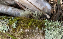Sematophyllum