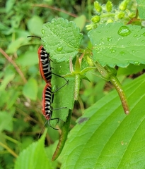 Pyrrhopeplus carduelis