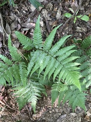 Diplazium taiwanense