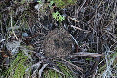 Myrmicaria nigra