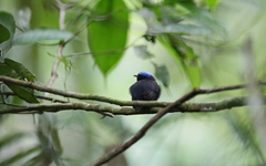 Lepidothrix coronata