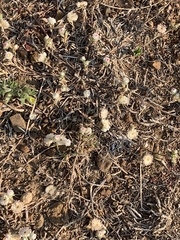 Helichrysum argyrosphaerum