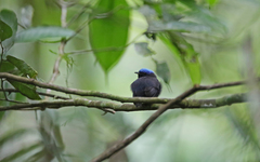 Lepidothrix coronata