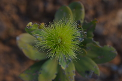 Melaleuca dawsonii