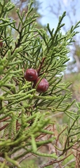 Juniperus phoenicea