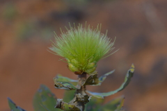 Melaleuca dawsonii