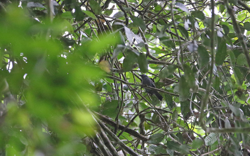 Grey Antbird (Cercomacra cinerascens), photo 7