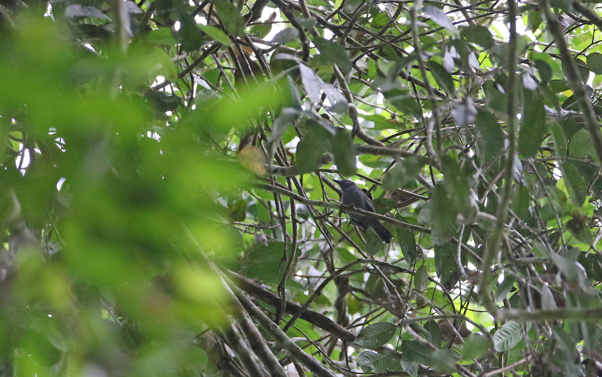 Grey Antbird (Cercomacra cinerascens), photo 2