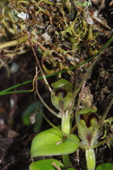 Corybas dienemus