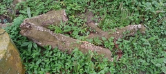 Schizophyllaceae