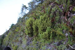 Erica tristis