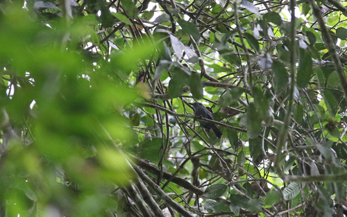 Grey Antbird (Cercomacra cinerascens), photo 5