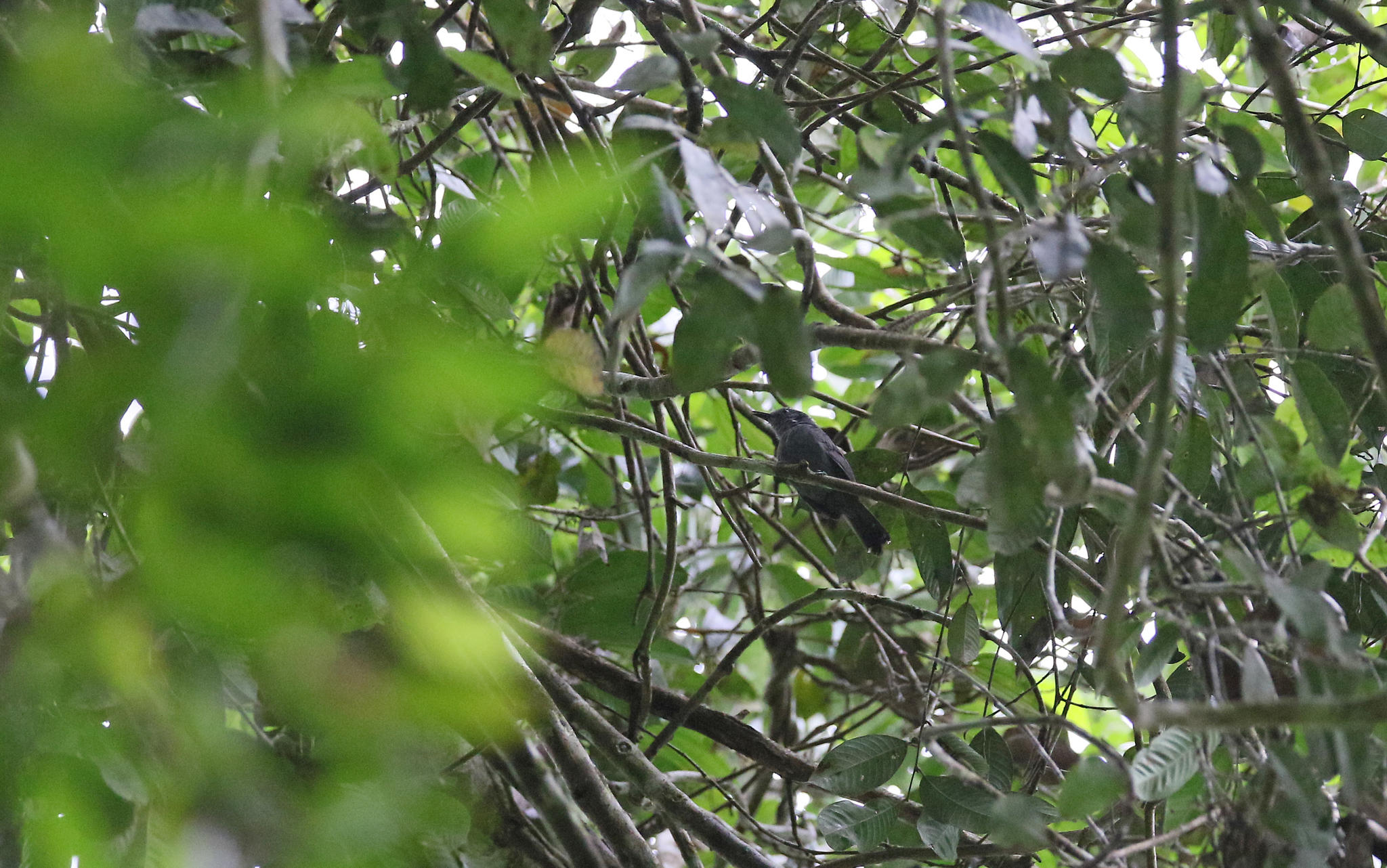 Grey Antbird (Cercomacra cinerascens), photo 3