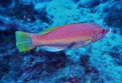 Bodianus scrofa