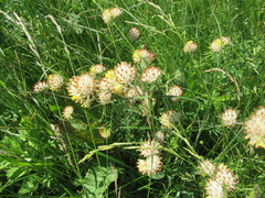 Anthyllis vulneraria polyphylla