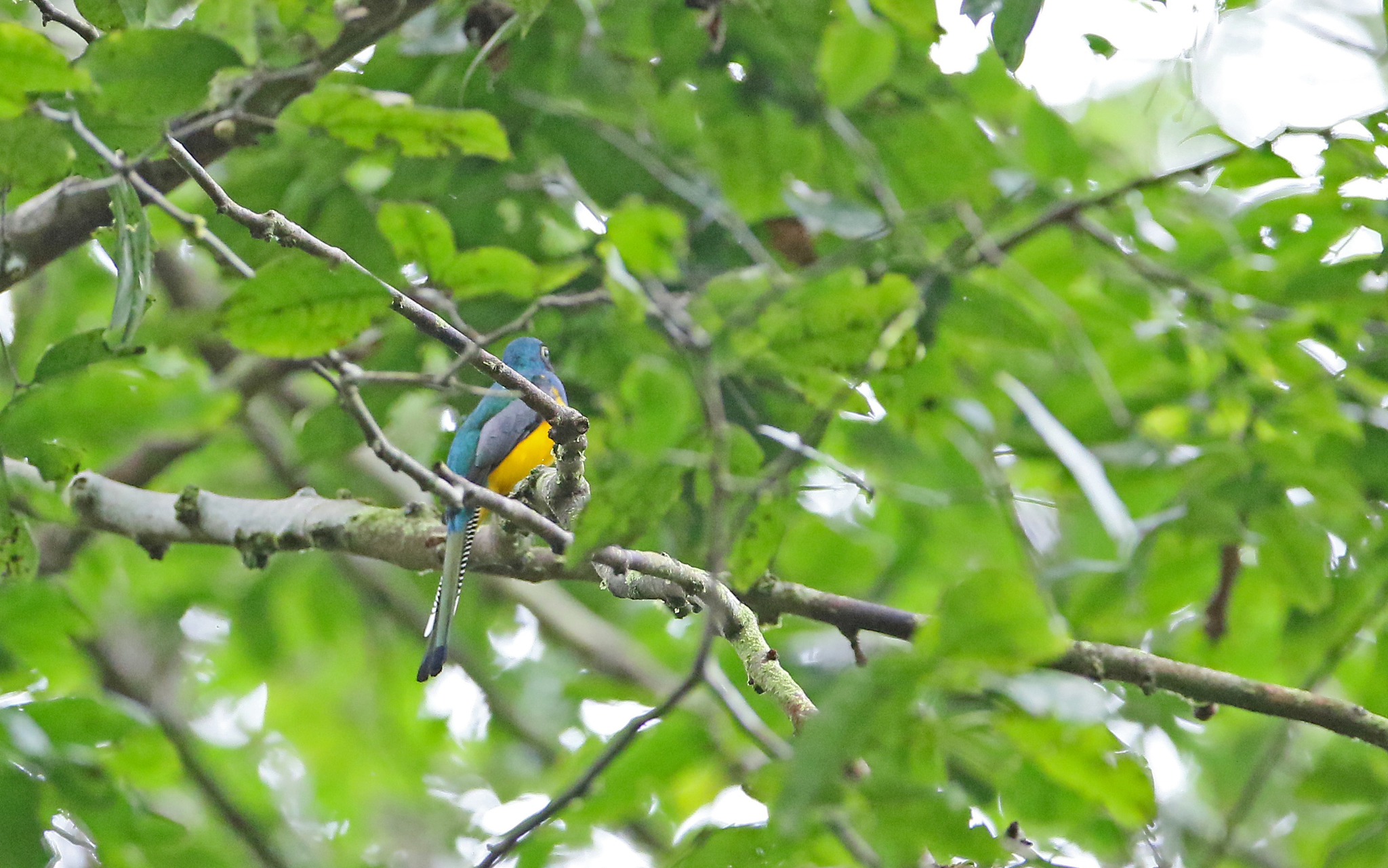 Amazonian Black-throated Trogon illustration