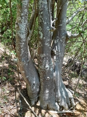 Adansonia digitata