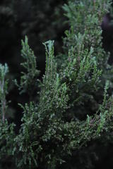 Erica tristis