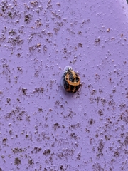 Harmonia axyridis