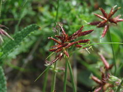 Cyperus usitatus
