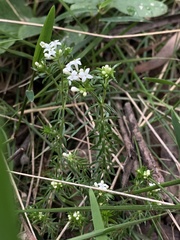 Asperula scoparia