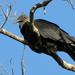 North American Black Vulture - Photo (c) Mauricio Mercadante, some rights reserved (CC BY-NC-SA)