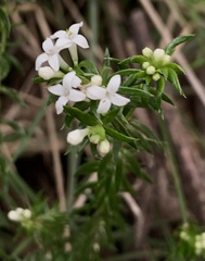 Asperula scoparia
