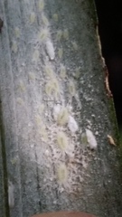 Rastrococcus asteliae