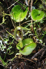 Corybas dienemus