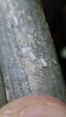 Rastrococcus asteliae