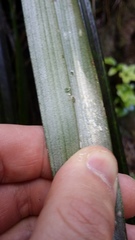 Rastrococcus asteliae