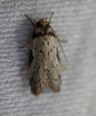 Philobota transversella