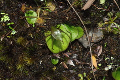 Corybas dienemus
