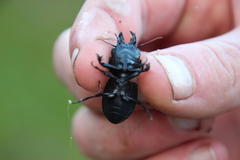 Pachyodontus languidus