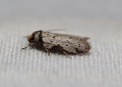 Philobota transversella
