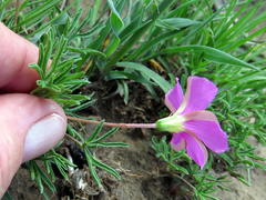 Oxalis bifurca angustiloba