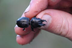 Pachyodontus languidus