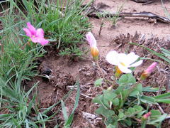 Oxalis bifurca angustiloba