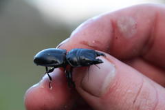 Pachyodontus languidus